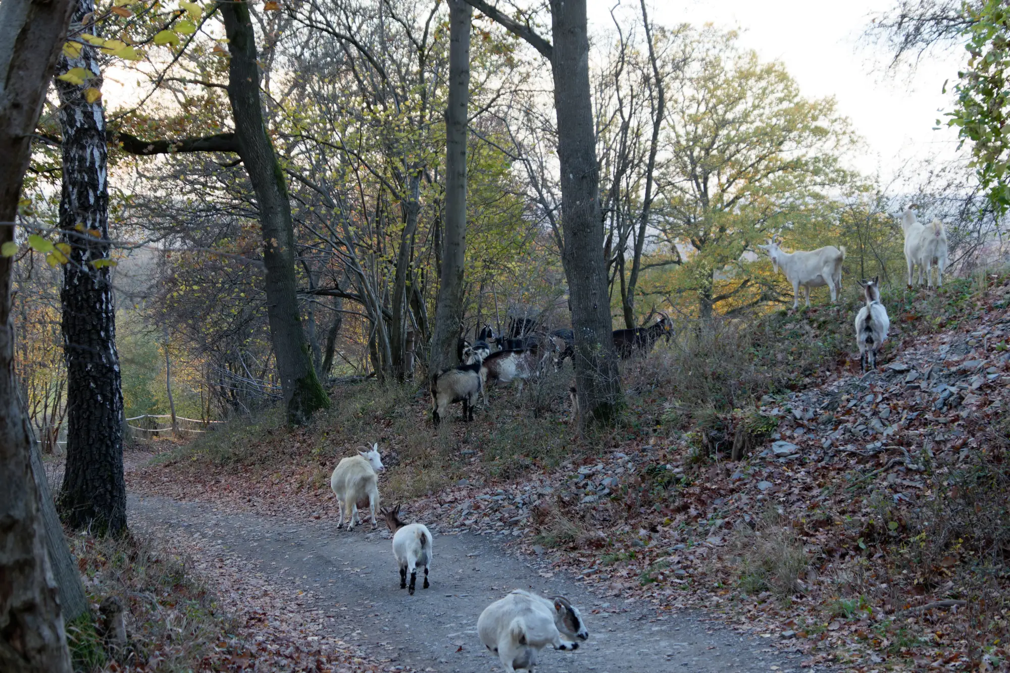 Cottage for 5 people in Theux Le Chalet du Ménobu